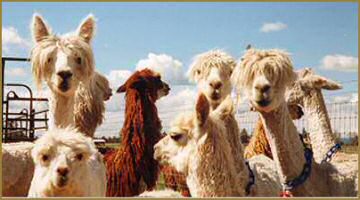 Group of Alpacas