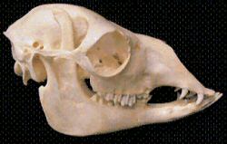 Adult Male Alpaca Skull