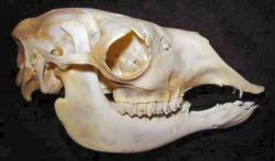Adult Male Llama Skull