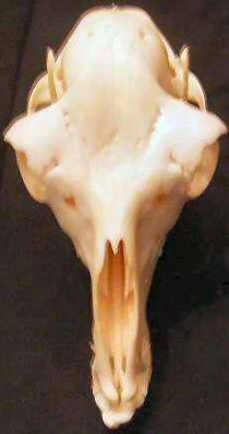 Alpaca skull from top