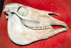 Horse Skull