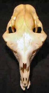Llama skull from top