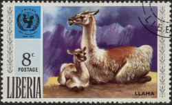 Llama Liberia