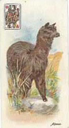 Alpaca Cigarette Playing Card