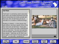 Llama Talk, Ears Halfmast Chapter