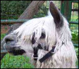 Alpaca wearing the Gentle Adjustable Halter
