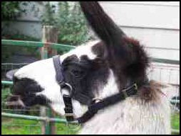Llama wearing the Gentle Adjustable Halter