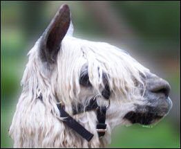 Gentle Adjustable Halter on an Alpaca