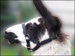Gentle Adjustable Halter on a llama